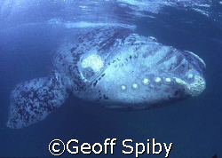 This whale has deep gashes (healed) from a ships propello... by Geoff Spiby 
